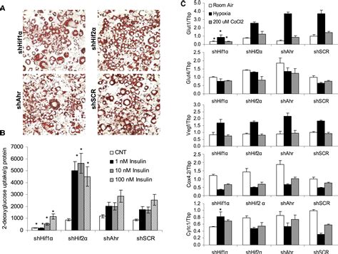 The Differential Role of Hif1β Arnt and the Hypoxic Response in Adipose