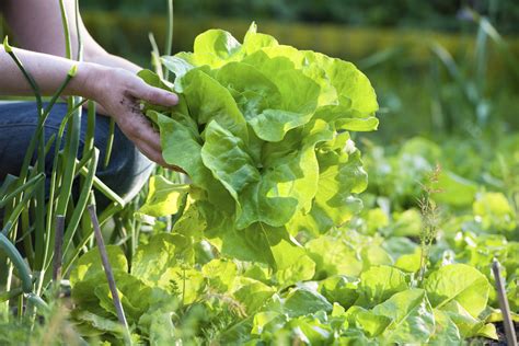 How to Build a Lettuce Garden - Daily Household