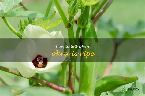 The Secret To Knowing When Okra Is Ready To Pick A Guide To Perfectly