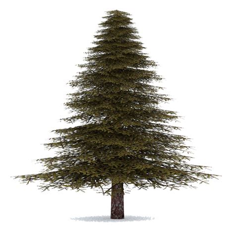 Pine Tree Transparent Background