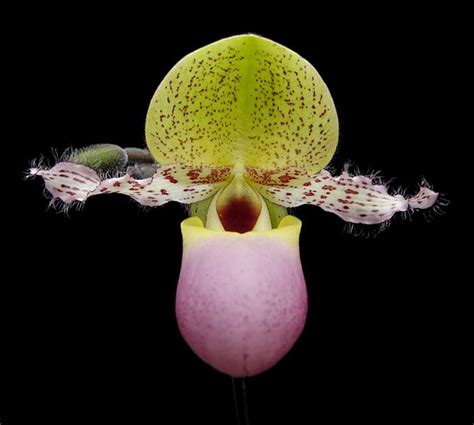 Paph. moquetteanum - OrchidWeb