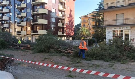 Taglio Selvaggio Dei Pini A Rende Italia Nostra Urge Un Piano Del