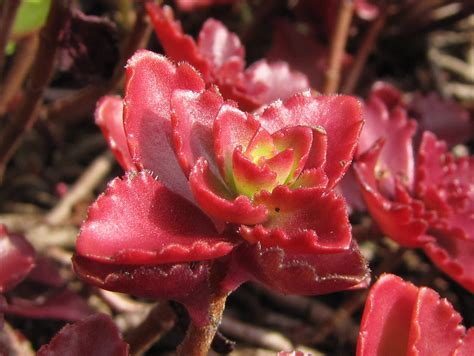 Sedum Spurium Dragons Blood