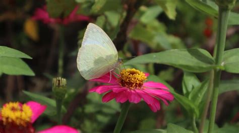 Una Mariposa De Col Blanca Que Chupa El N Ctar De Una Flor De Zinnia