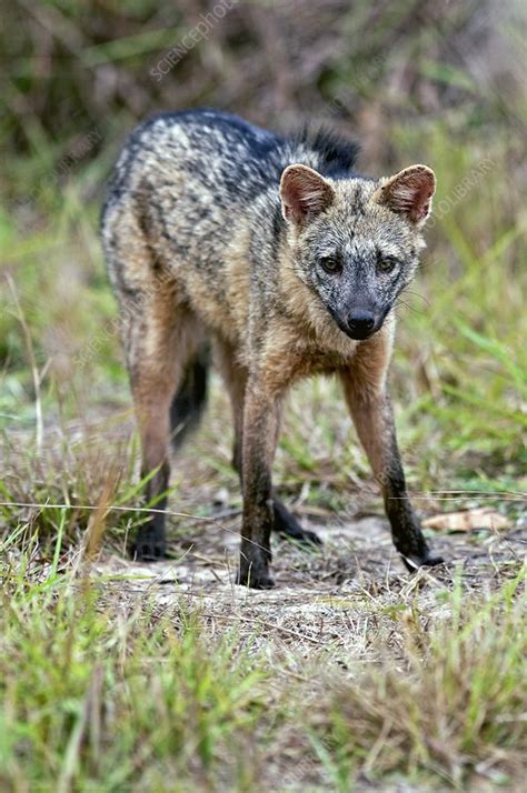 Crab Eating Fox Stock Image C0064644 Science Photo Library