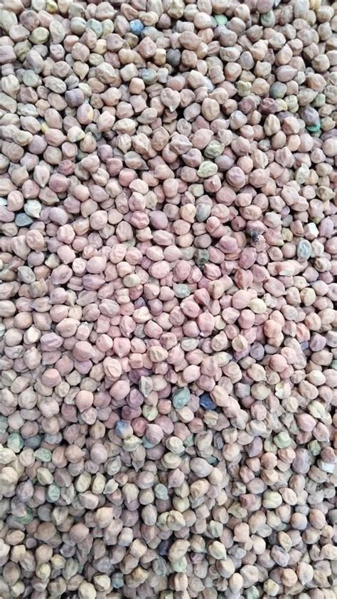 10 Mm Kabuli Chana At Best Price In Pune ID 2853867981197