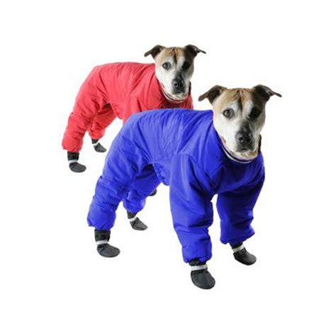 Winter Coats for Dogs: How to Tell if Your Dog Needs to Wear a Winter ...