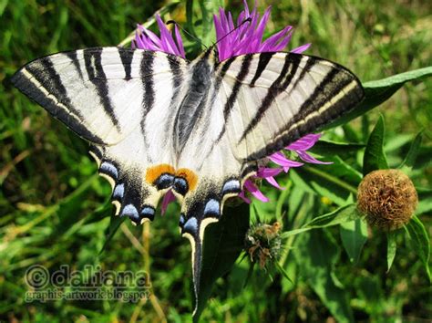 Photographis: Wings and Butterflies - Close up Series