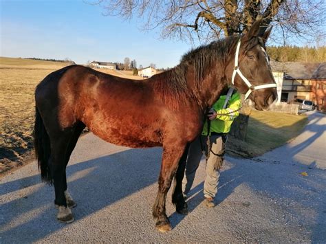 Kimi Noriker Stute 2022 Rappe Pferd Austria