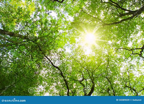 Himmel Und Sonne in Den Bäumen Stockbild Bild von sonne baum 34389039