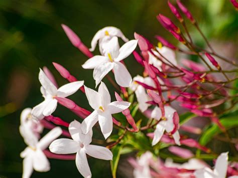 The Enchanting Jasmine Flower: A Comprehensive Guide