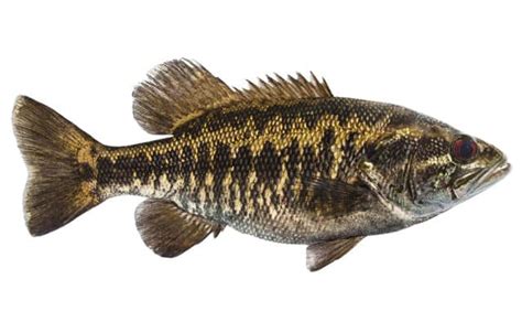 Suwannee Bass Fish Species Guide Badangling