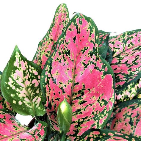 Aglaonema Chinese Evergreen Hot Pink Valentine Wishes Live - Etsy