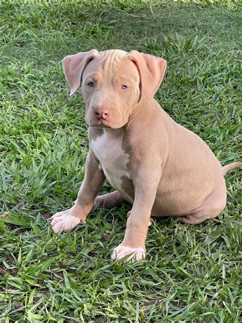 Filhotes American Bully S