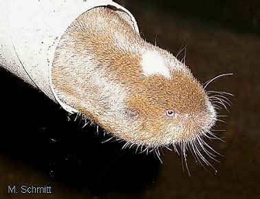 New African mole rat species discovery | Dear Kitty. Some blog