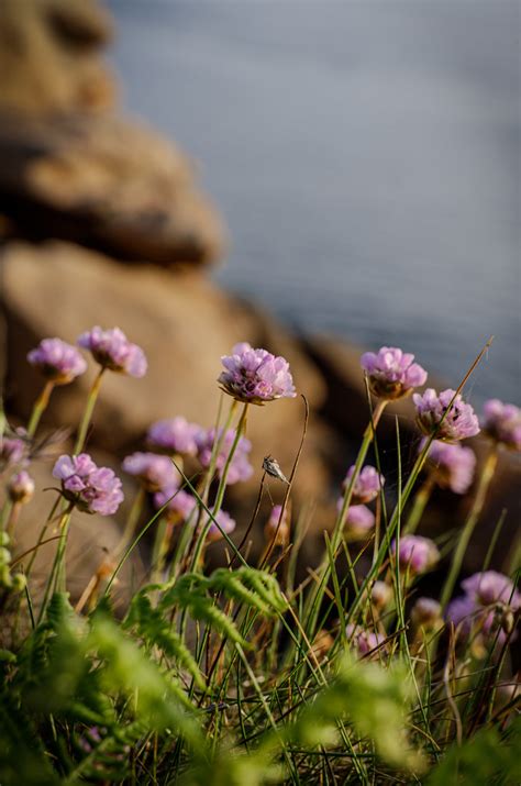 Ploumanac H Sentier Des Douaniers S Bastien Guillemois Flickr