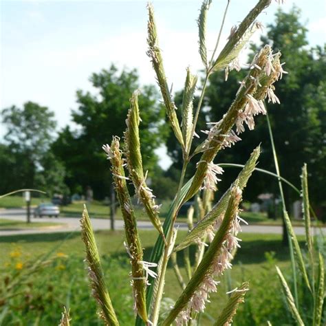 Prairie Cord Grass Spartina Pectinata Seed Rs Spapec