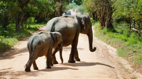 15 Best Wildlife Destinations For Sighting Elephants In India