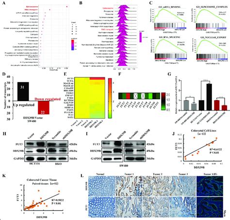 Ddx B Upregulates And Correlates To Fut Expression A B Enrichment