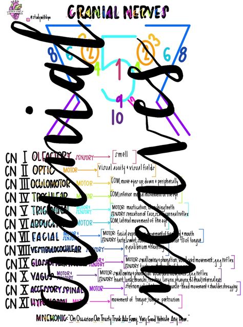 Cranial Nerves Cheat Sheet Etsy Uk