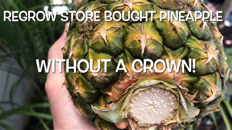 REGROW STORE BOUGHT PINEAPPLES EVEN WITHOUT A CROWN YouTube