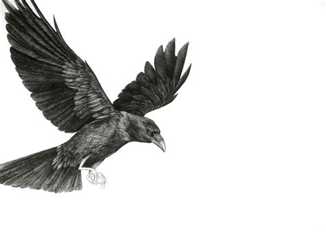 Raven Pencil Drawing Free Download On Clipartmag