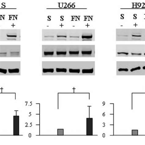 Fn Adhesion Of The Rpmi Mm Cell Line Augments Il Mediated Stat