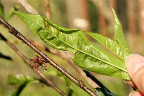 Peach Leaf Curl Symptoms Control And Treatment