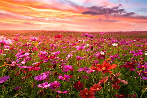 Fiori Di Campo Ecco Quali Sono I Fiori Selvatici Da Conoscere