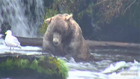 480 Otis 8/14/19 Brooks Falls in Katmai National Park Alaska via ...