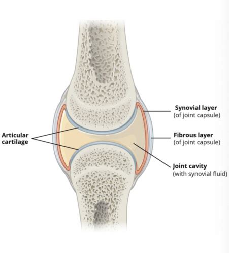 Anatomy Of The Synovial Joint Flashcards Quizlet