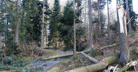 T Dlicher Arbeitsunfall In Bayern Waldarbeiter Von Baumstamm