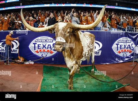 Razorbacks Mascot Hi Res Stock Photography And Images Alamy