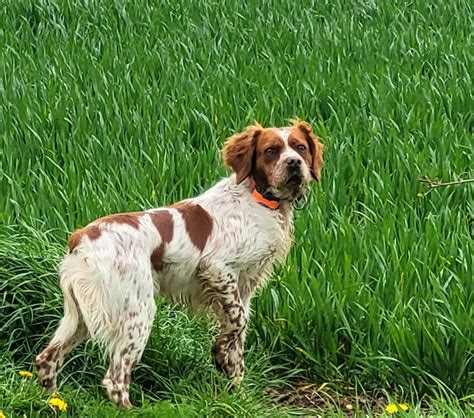 Chien Epagneul Breton Tr Ch Texas De La Source Des Grands Rian