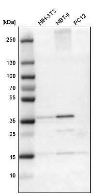 Crem Antibody Nbp Novus Biologicals