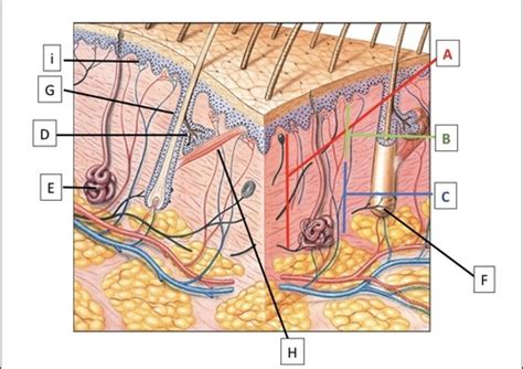 The Integumentary System Flashcards Quizlet