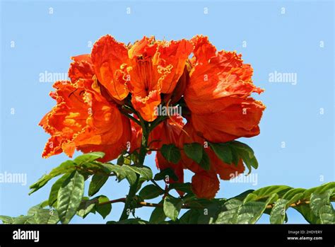 African Tulip Tree Stock Photo Alamy