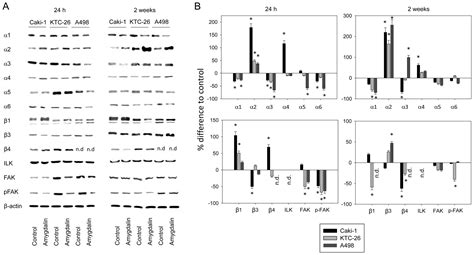 Amygdalin Blocks The In Vitro Adhesion And Invasion Of Renal Cell