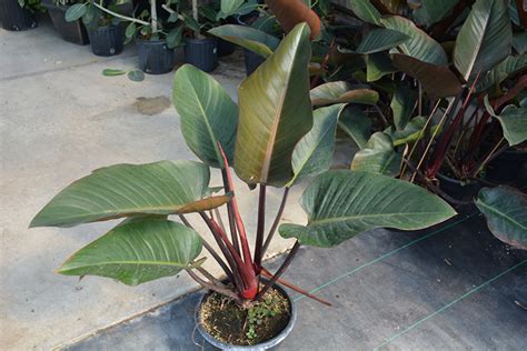 Rojo Congo Philodendron Philodendron Rojo Congo In Winnipeg