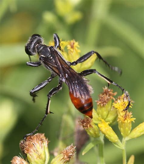 Wasp Prionyx BugGuide Net