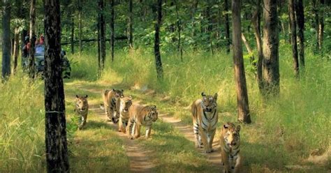 From Delhi Tiger Safari And Golden Triangle Tour Getyourguide