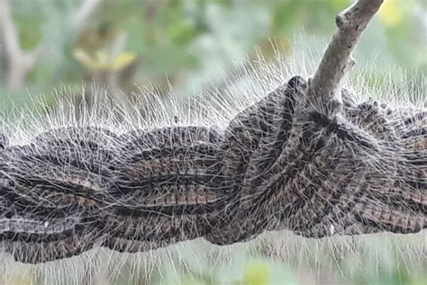 Campagne De Lutte Biologique Contre La Chenille Processionnaire Du Chene