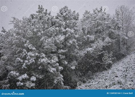 This is an Image of Snow on a Hill Stock Photo - Image of season, trees ...