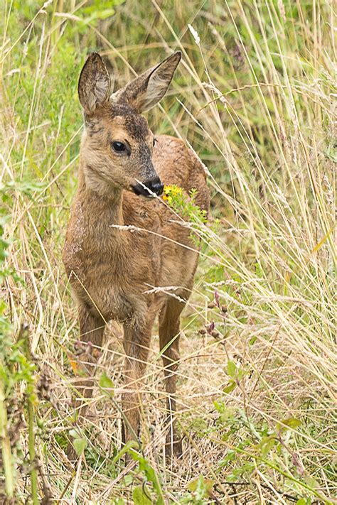 Das Riecht Aber Gut Forum F R Naturfotografen