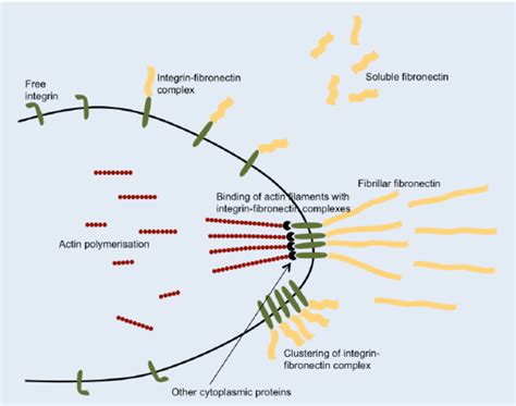 Schematic Diagram Showing The Key Processes Of Cell Matrix Adhesion