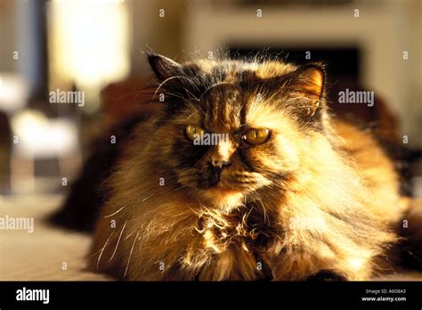 Persian Calico cat Stock Photo - Alamy