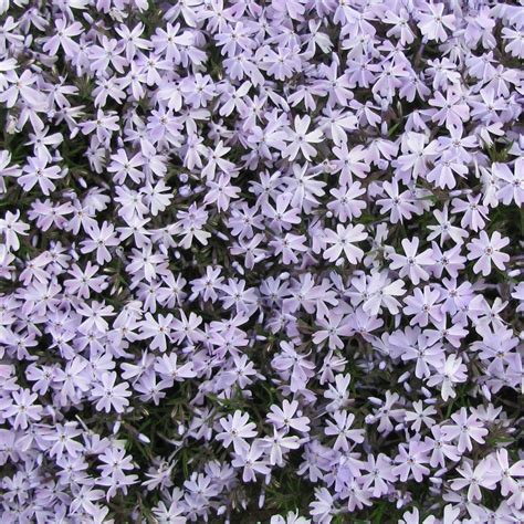 Phlox Creeping Emerald Blue Thetreefarm