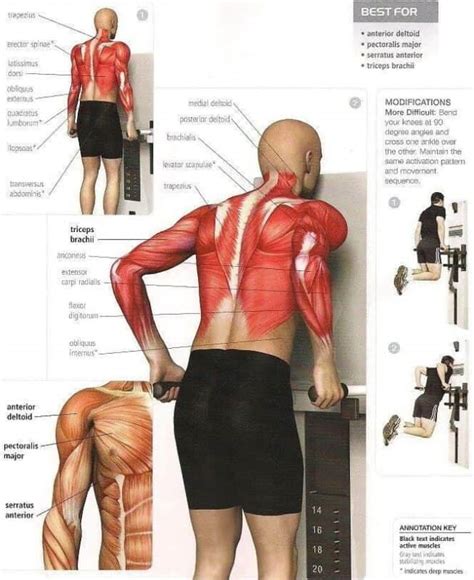 Qué músculos trabajo en cada ejercicio Mundo Entrenamiento