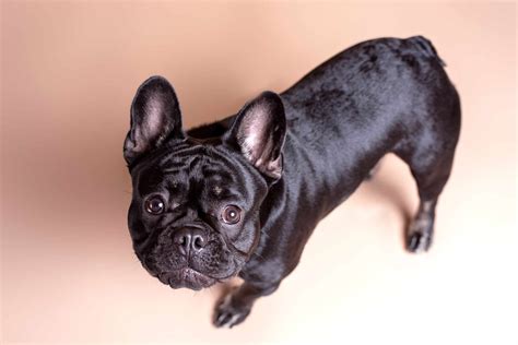 Black French Bulldog: Appearance, Genetics, Pictures & Facts