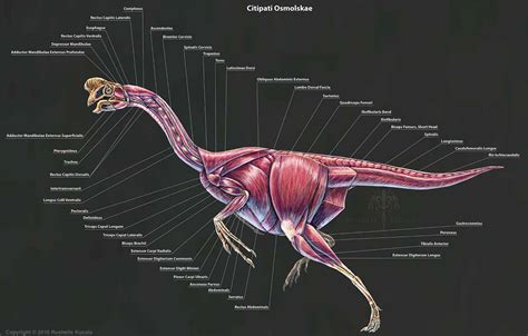 Citipati Osmolskae Rushelle Kucala Art